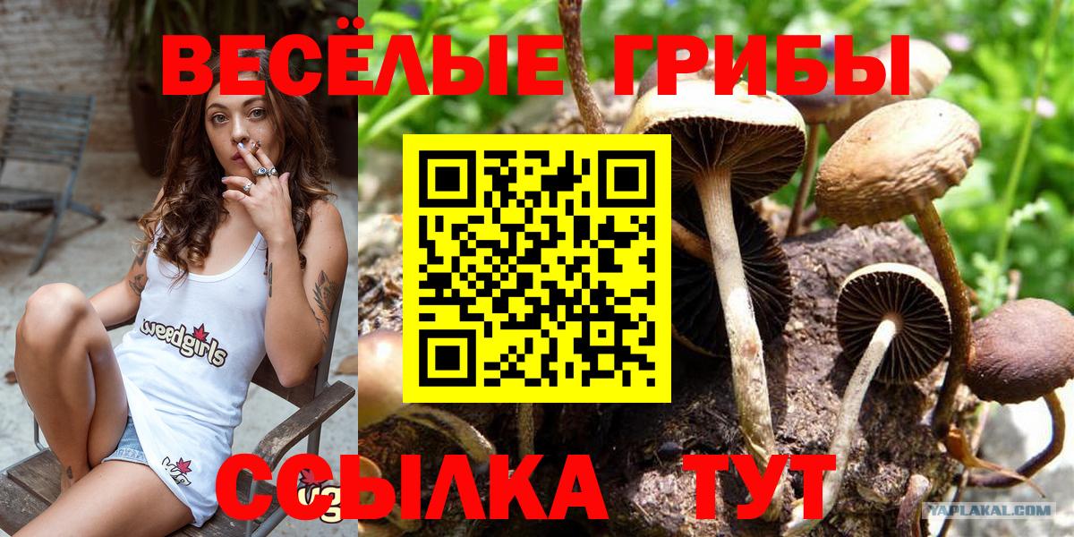 Псилоцибиновые грибы Psilocybe Усть-Илимск